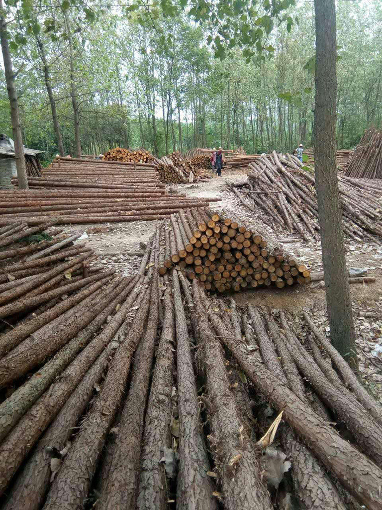 咸安區(qū)汀泗炳武木材經(jīng)營(yíng)部 專(zhuān)注湖北杉木樁與原木批發(fā)的專(zhuān)業(yè)廠家