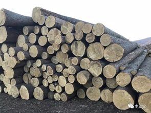 綏芬河匯道經(jīng)貿(mào) 深耕木材與服飾，熱銷產(chǎn)品連通南北市場(chǎng)